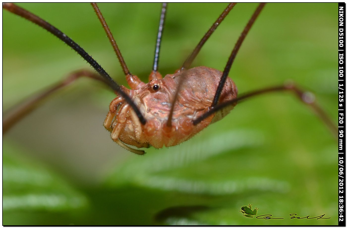 Dasylobus argentatus  da Villanova Monteleone No 150